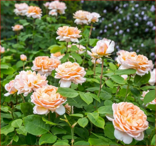 Роза Леди Гардинер Lady Gardener.