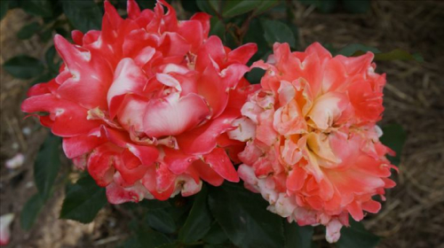 Summer Ruffle Roses Ruffles Summer. INTERPLANT