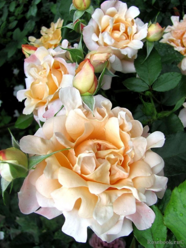 Ruffles Dream. INTERPLANT