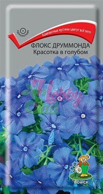Цветы Флокс Красотка в голубом друммонда (0,1 г) Поиск