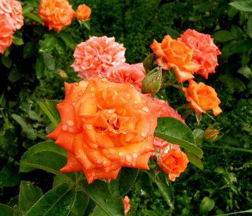 Роза чайно-гибридная Naranga