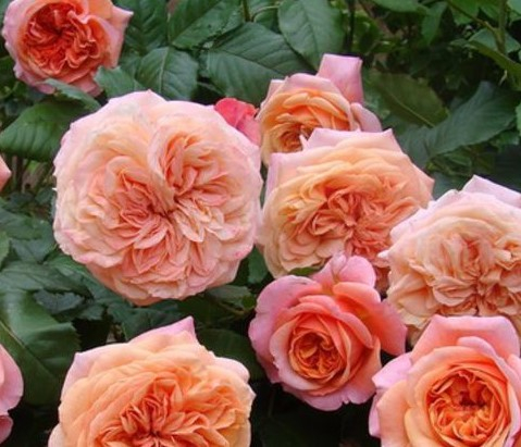 Роза чайно-гибридная Chippendale