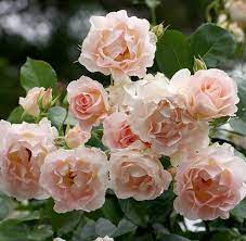 Роза шраб Rokoko