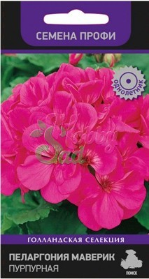 Цветы Пеларгония Маверик Пурпурная зональная (5 шт) Поиск Семена профи