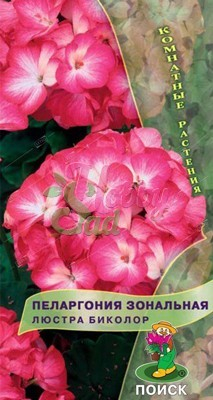 Цветы Пеларгония Люстра Биколор зональная (5 шт) Поиск Комнатные