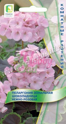 Цветы Пеларгония Шоколадница Нежно-розовая зональная (5 шт) Поиск Комнатные