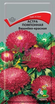 Цветы Астра Вишнево-красная помпонная (0,3 г) Поиск
