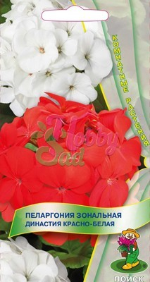 Цветы Пеларгония Династия Красно-белая зональная (5 шт) Поиск Комнатные