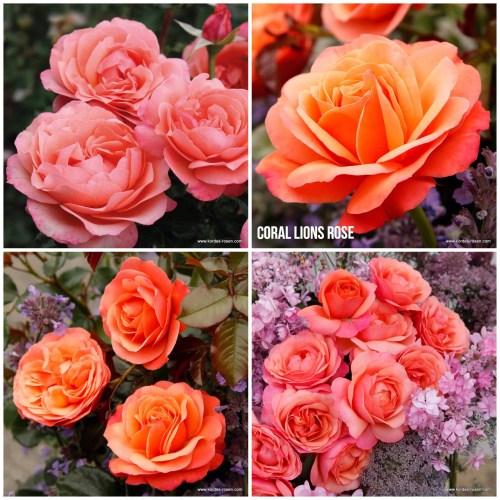 Coral Lions Rose