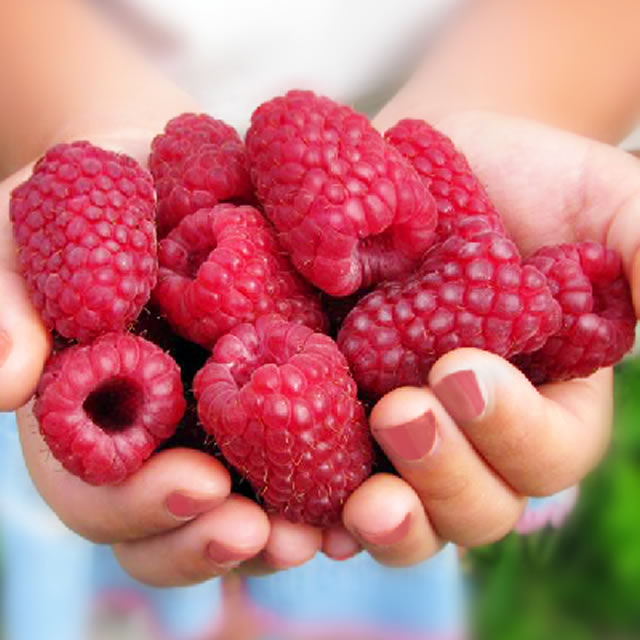 малина Рубиновый Гигант С3