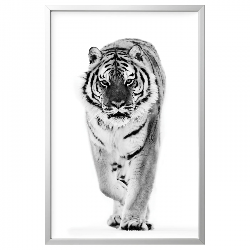 BJÖRKSTA БЬЁРКСТА, Картина с рамой, тигр/цвет алюминия, 78x118 см