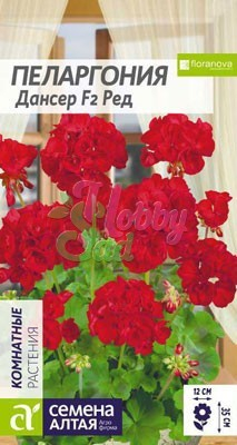 Цветы Пеларгония Дансер Ред зональная (4 шт) Семена Алтая Комнатные