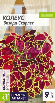 Цветы Колеус Визард Скарлет (5 шт) Семена Алтая