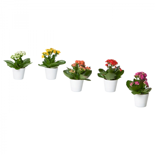 KALANCHOE КАЛАНХОЭ, Комнтн раст в горшке, Каланхоэ разные цвета, 6 см