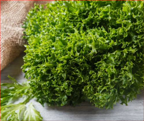 Салат листовой Фриссе зеленый (0,1г)