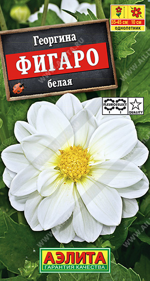 Цветы Георгина Фигаро Белая 7 шт ц/п Аэлита (высота 40 см) (однол.)