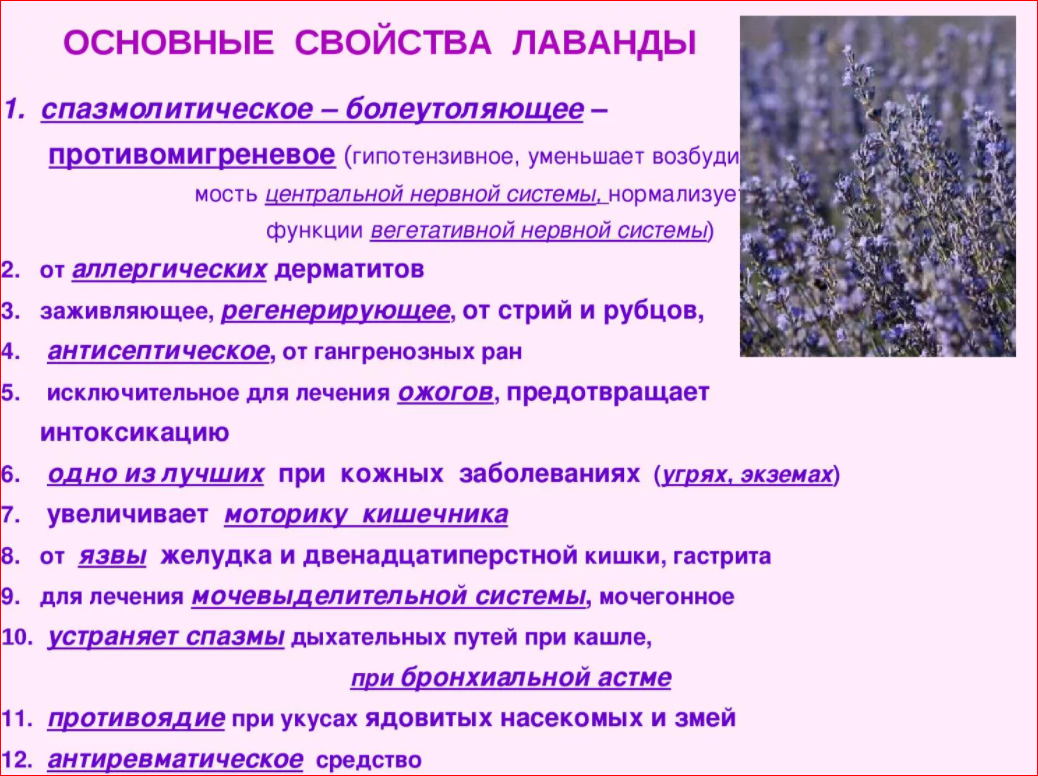 Лаванда полезные свойства. Лаванда описание. Чем полезна Лаванда. Лаванда лечебные свойства.