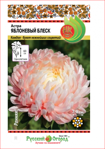 Астра Яблоневый блеск (50шт). ДО 15 ЦВЕТКОВ ДИАМЕТРОМ 8 СМ. НА ОДНОМ КУСТИКЕ