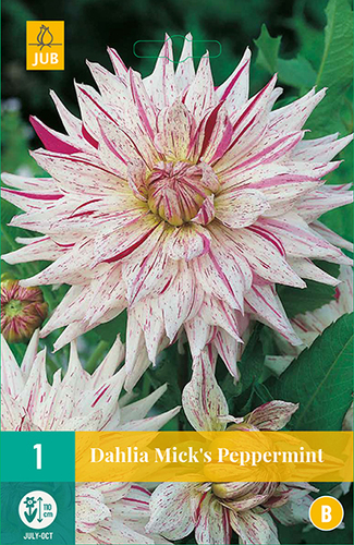 Георгин Микс Пеперминт кактус. (1) Дж.