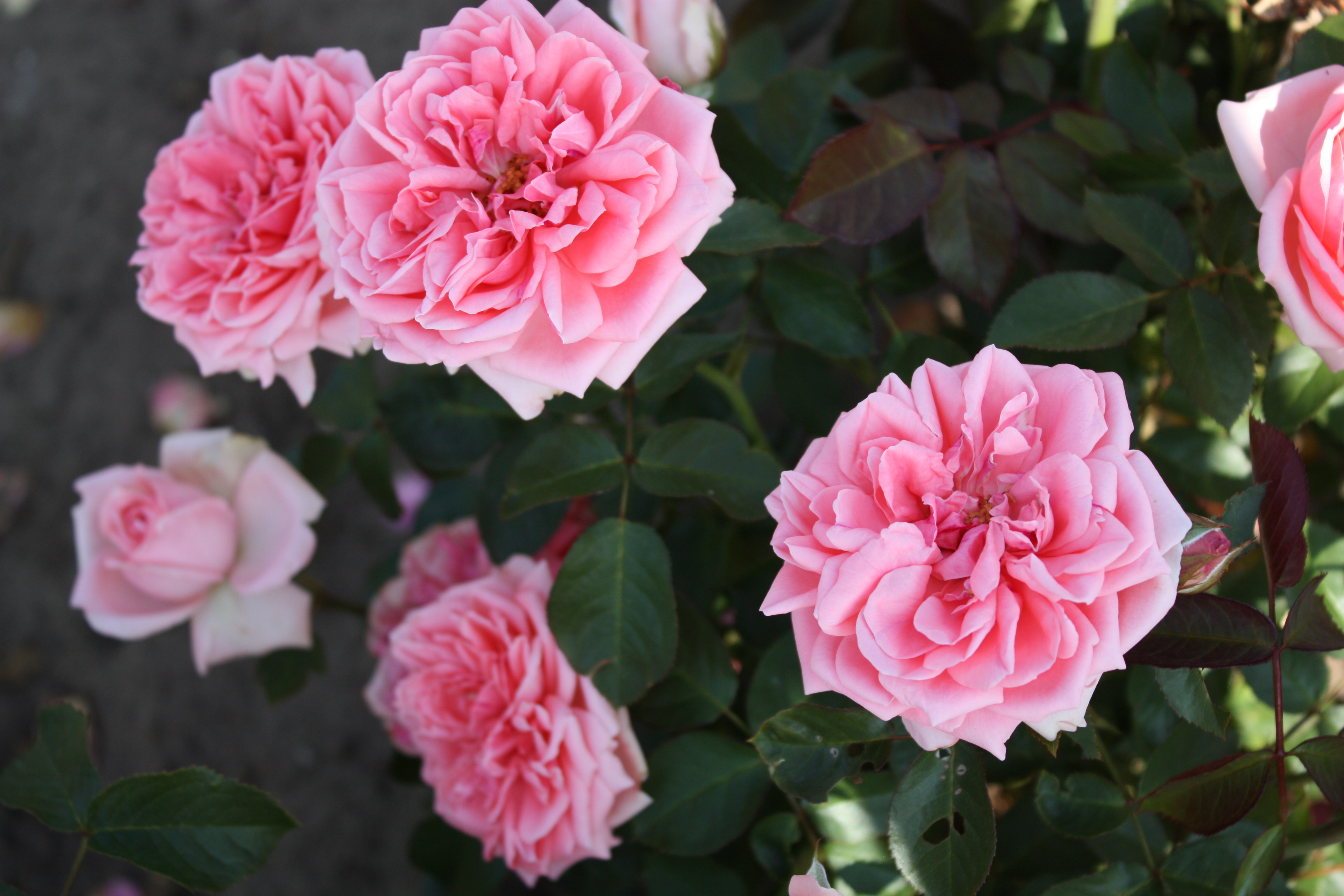 Роза флорибунда «кимоно» в тубе 5 отзывов