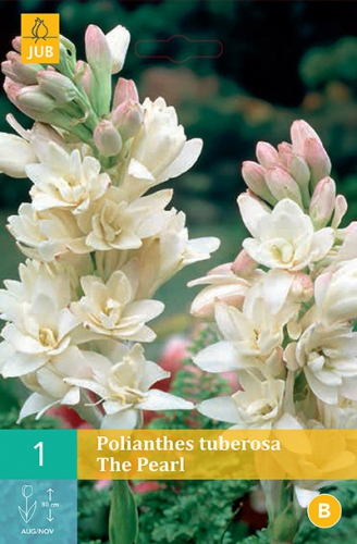 1 POLIANTHES TUBEROSA THE PEARL размер 12/14