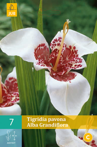 7 TIGRIDIA PAVONIA ALBA GRANDIFLORA размер 7/9