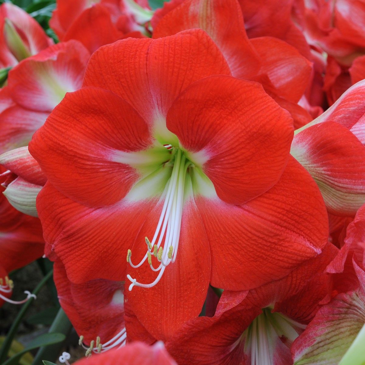 ГИППЕАСТРУМ СОНАТИНИ ПИНК РАСКАЛЬ