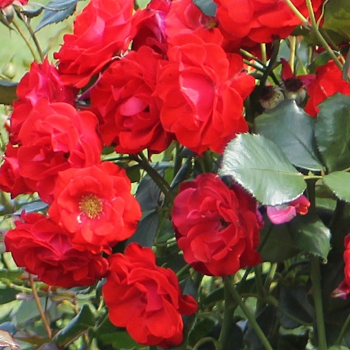 Роза графин фон гарденберг