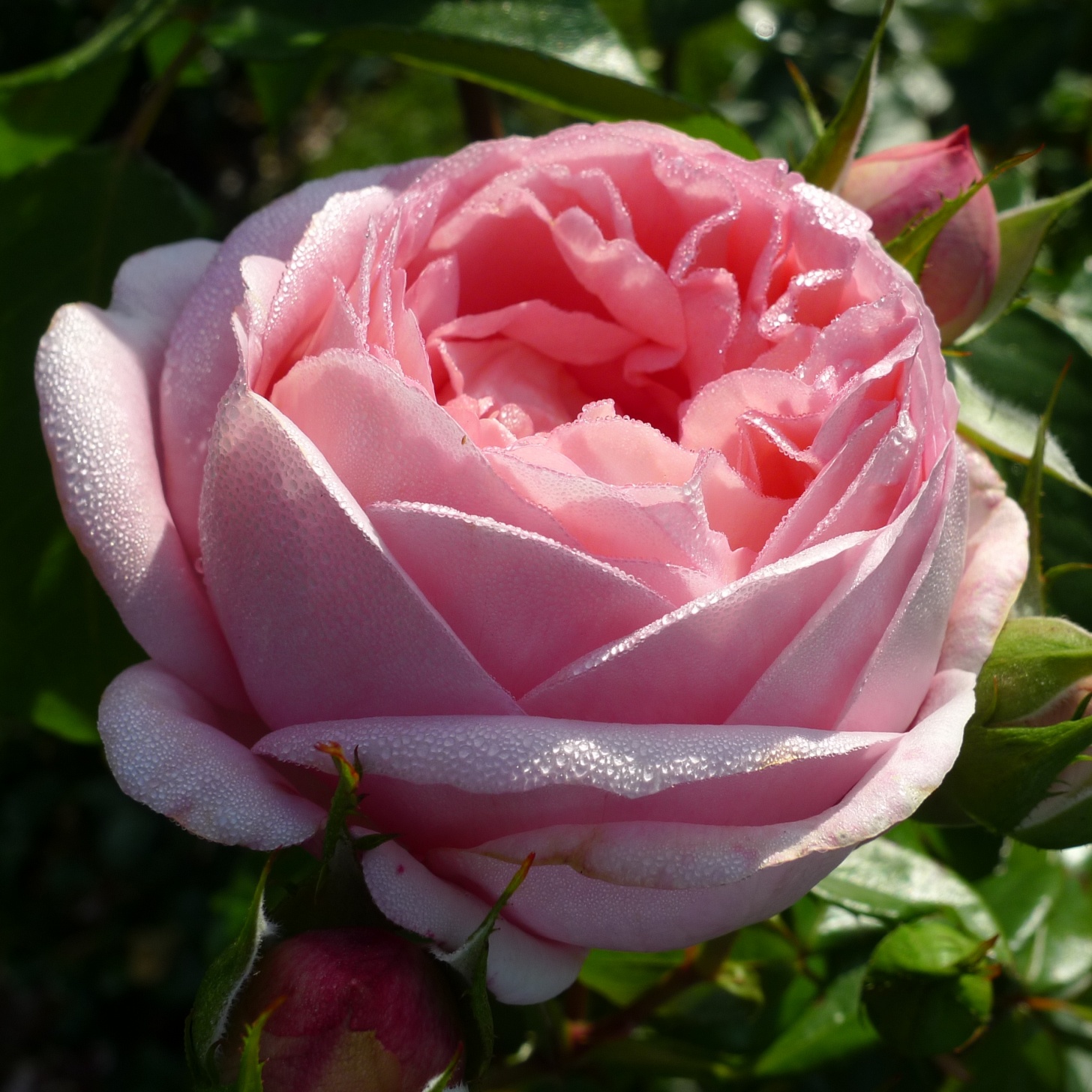Роза шокинг версилия фото и описание