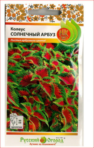 Колеус Солнечный Арбуз (3шт)...