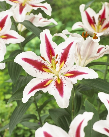 Лилия Биг Смайл