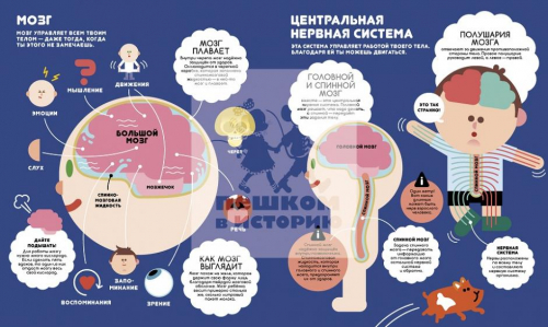 Учимся вместе с Олли и Молли. Человек