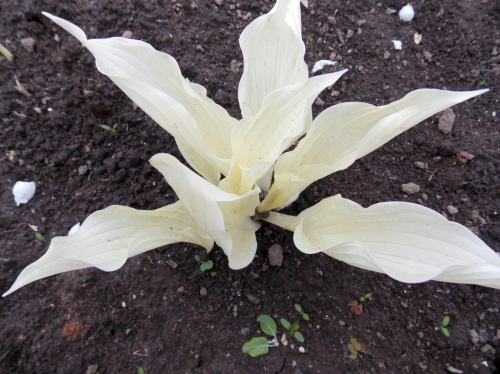 H02 Хоста White Feather