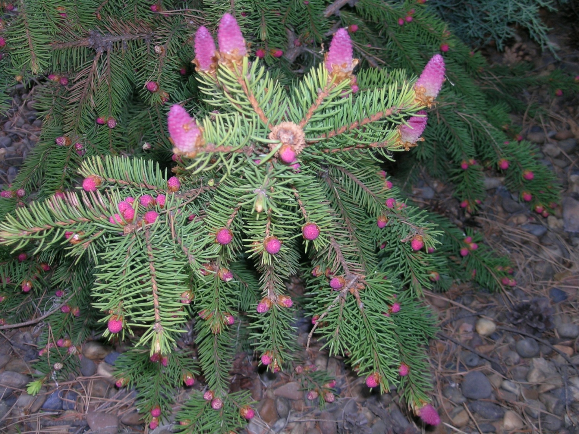 Ель обыкновенная (Picea Abies 