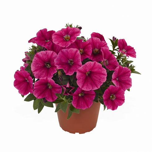 Sweetunia Roze Gem петуния