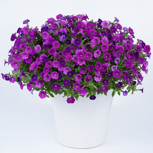 Littletunia Violet петуния