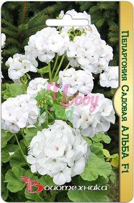 Цветы Пеларгония Альба F1 садовая (5 шт) Биотехника