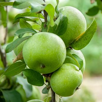 ЯБЛОНЯ МАГНИТОГОРСКОЕ ЗИМНЕЕ