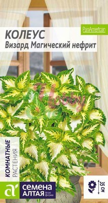 Цветы Колеус Визард Магический Нефрит (10 шт) Семена Алтая