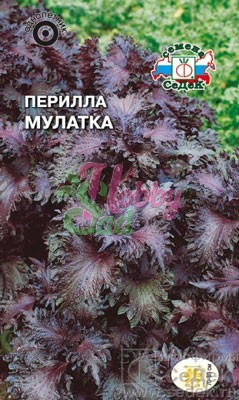 Цветы Перилла Мулатка (0,1 г) Седек