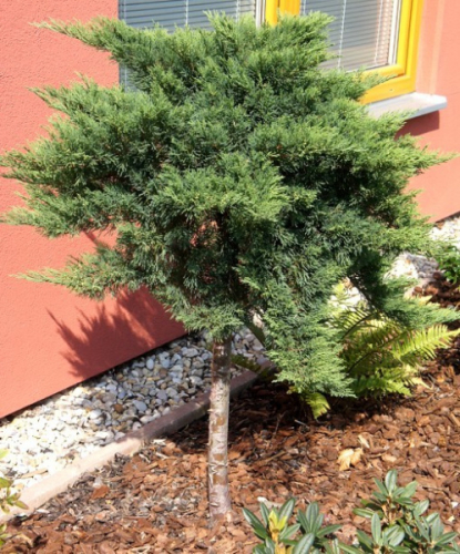 Juniperus sab. Tamariscifolia C2 (20-40)