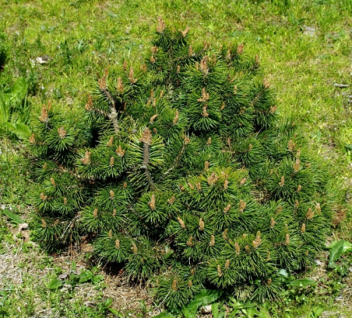 Сосна горная (Pinus mugo Grune Welle C5 15-25 )