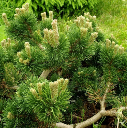 Сосна горная (Pinus mugo Jakobsen C5 15-25 )