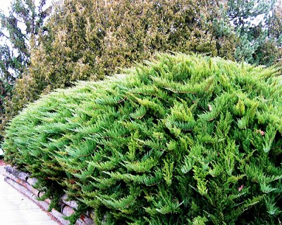 Juniperus sab. Tamariscifolia C2 (20-40)