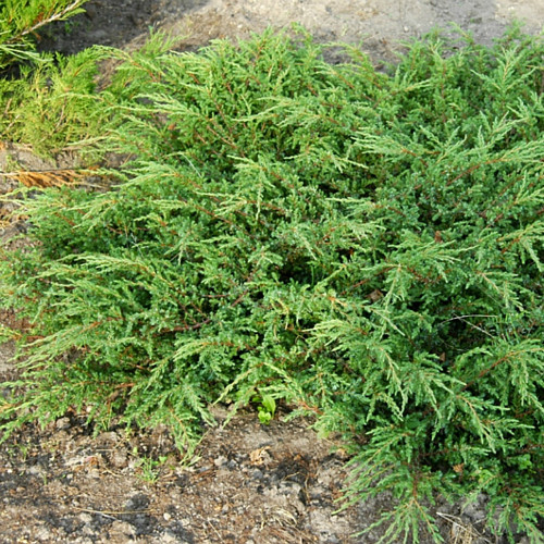 Juniperus comm. Repanda C14 (40-60)