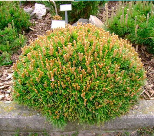 Сосна горная (Pinus mugo Benjamin C5 20-30 )
