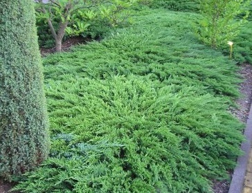 Juniperus sab. Tamariscifolia C2 (20-40)