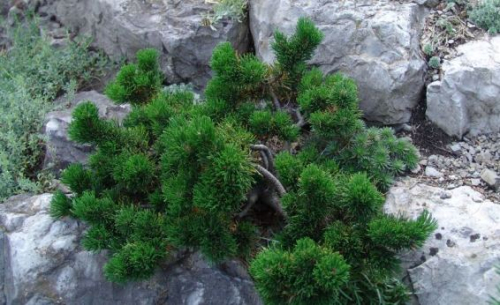 Сосна горная (Pinus mugo Jakobsen C5 15-25 )