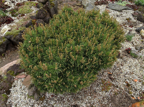 Сосна горная (Pinus mugo Benjamin C5 20-30 )