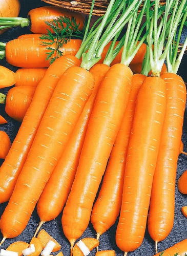 Морковь Сочная и сладкая (УД) 1,5 гр цв.п.